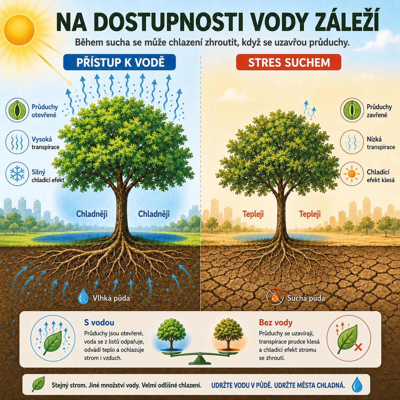 Schéma: strom s přístupem k vodě má otevřené průduchy, vysokou transpiraci a silný chladicí efekt. Strom ve stresu suchem má průduchy zavřené a chladicí efekt klesá.